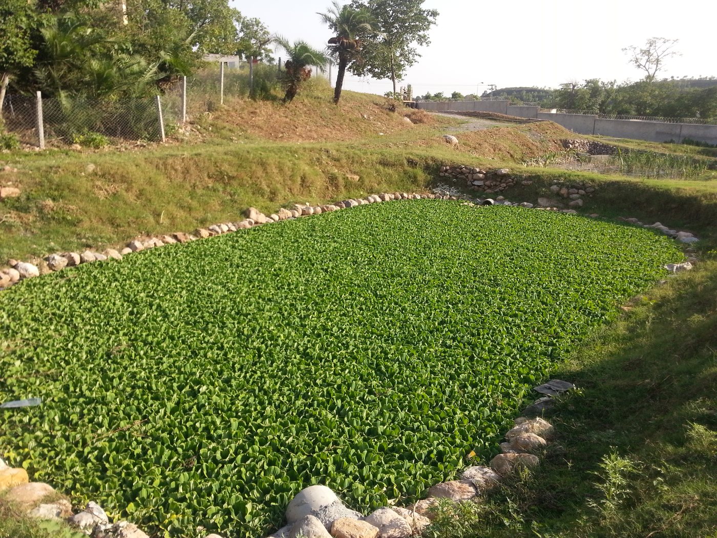 D-Type Colony, Quaid-e-Azam University, Islamabad — Critical GREEN