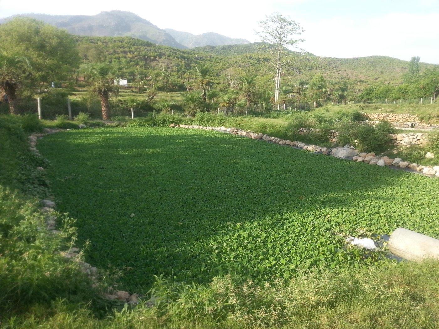 D-Type Colony, Quaid-e-Azam University, Islamabad — site photo 2
