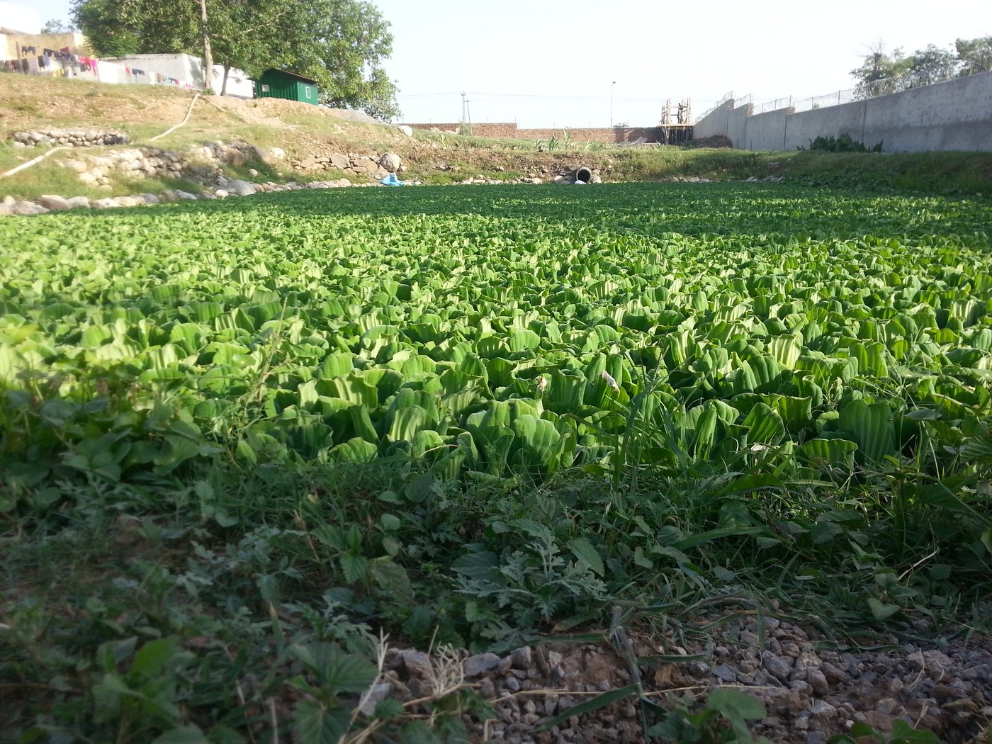 D-Type Colony, Quaid-e-Azam University, Islamabad — site photo 3