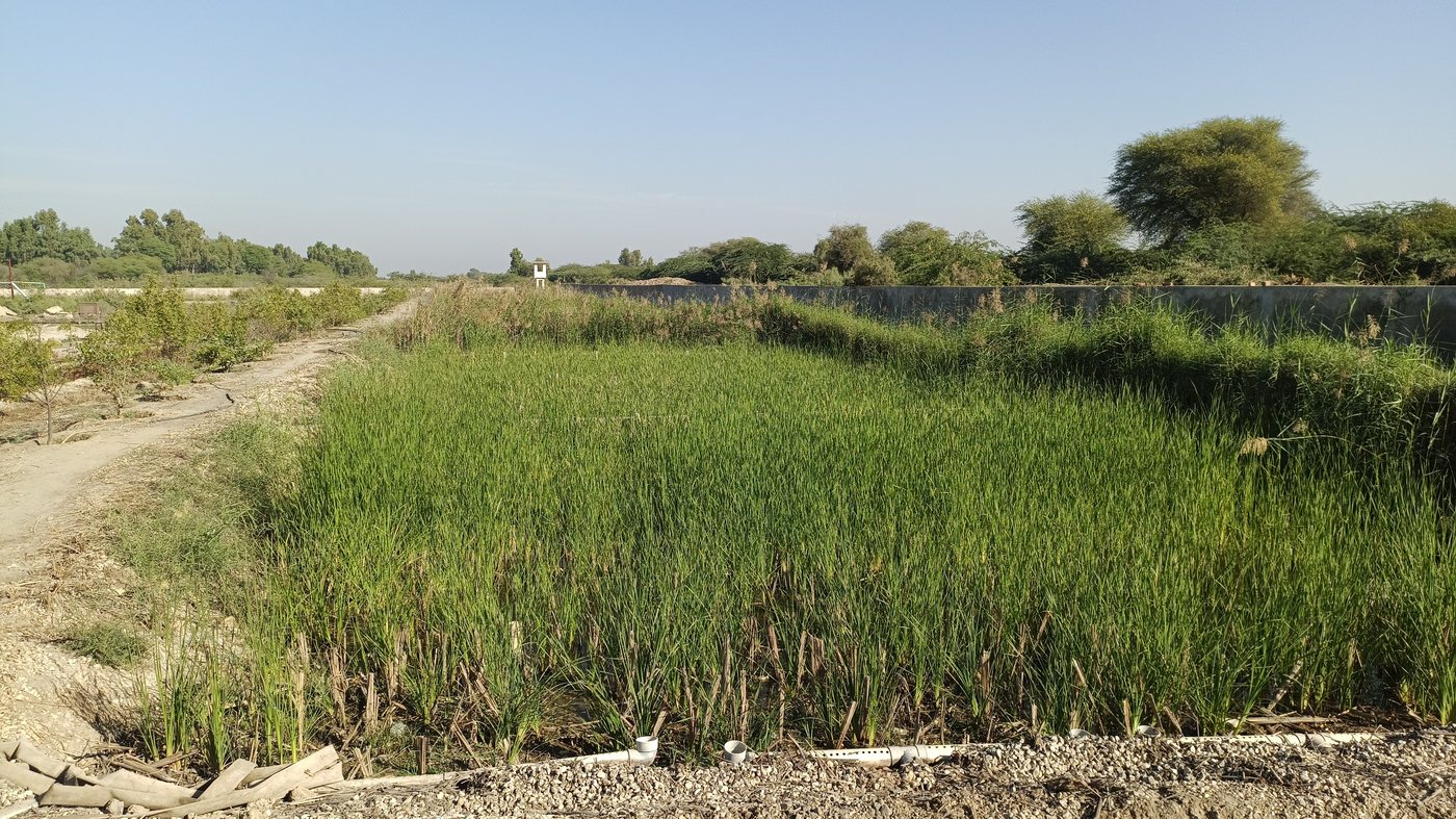 Sanghar Sugar Mills, Sanghar — site photo 2