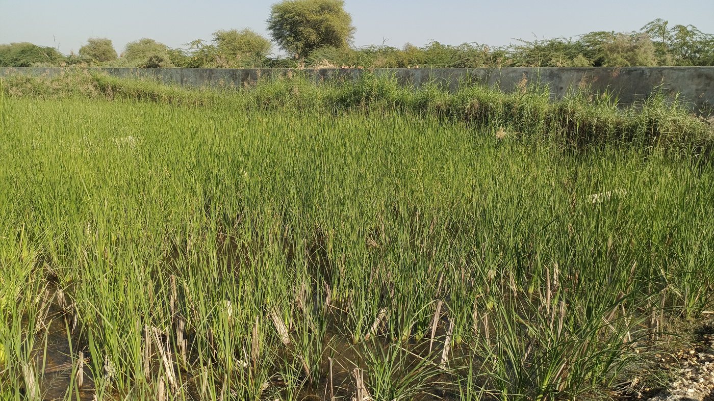 Sanghar Sugar Mills, Sanghar — site photo 3