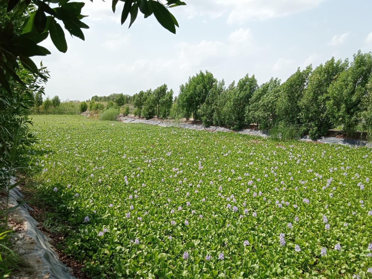 Tharparkar Sugar Mills Limited, Mirpur Khas — site photo 4