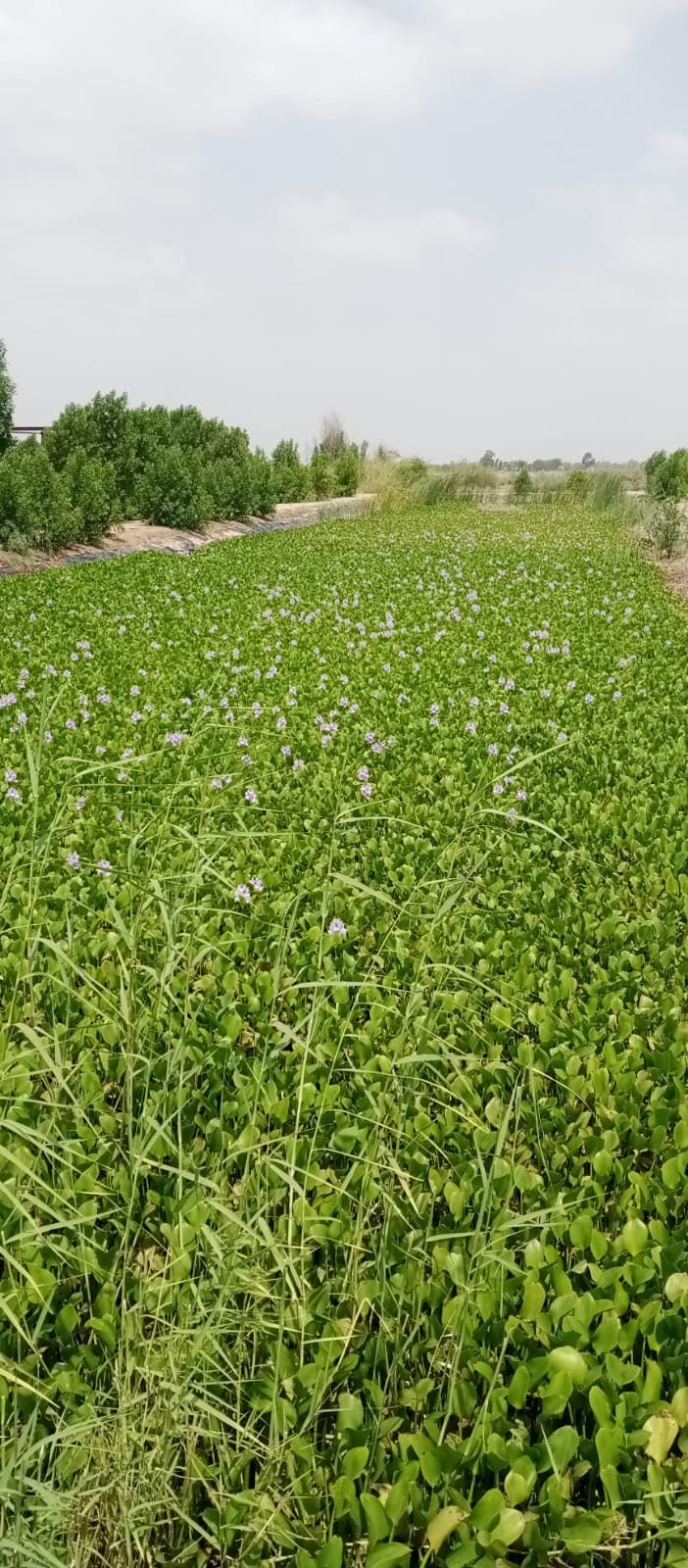 Tharparkar Sugar Mills Limited, Mirpur Khas — site photo 5