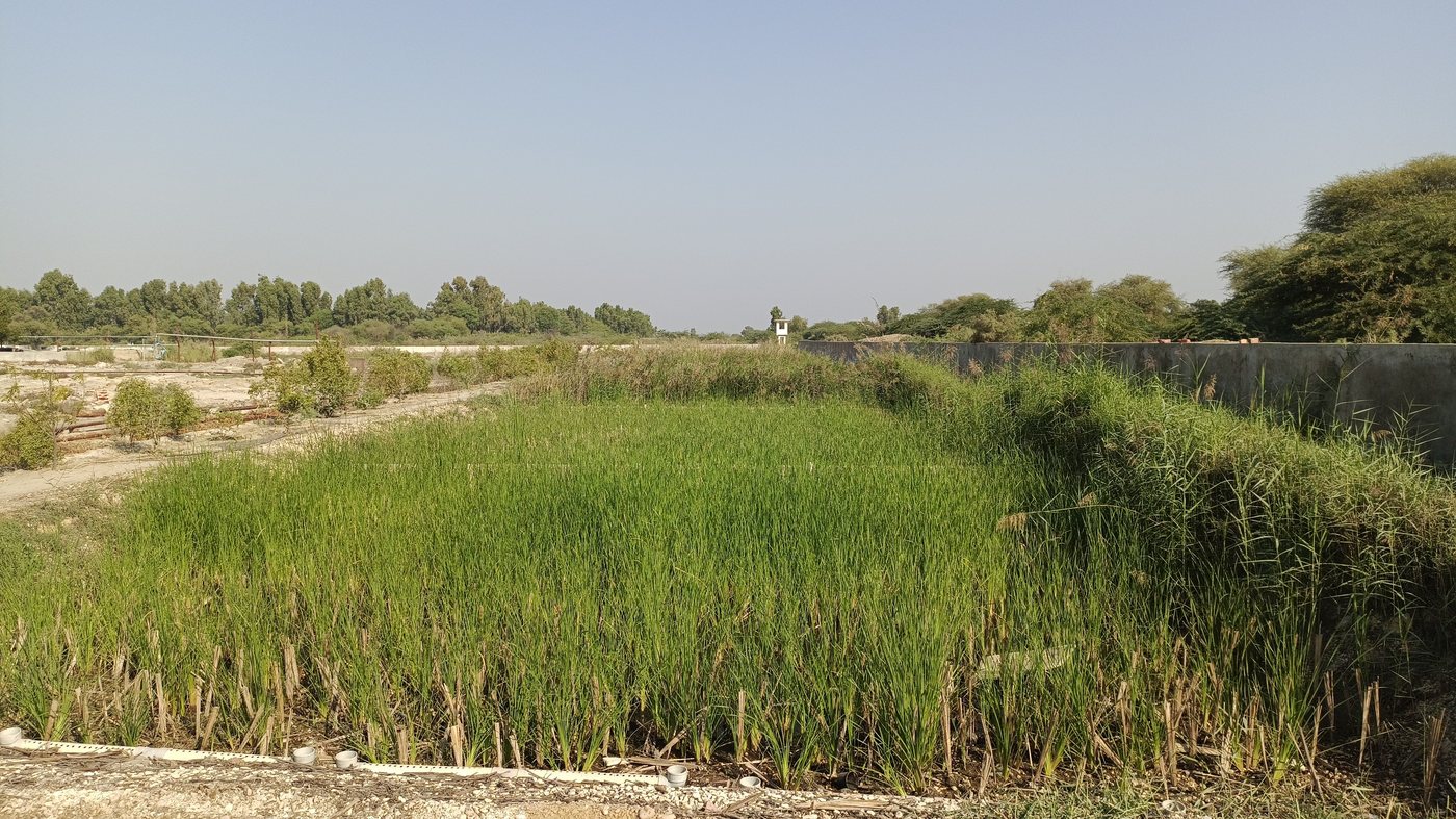 Sanghar Sugar Mills, Sanghar — Critical GREEN