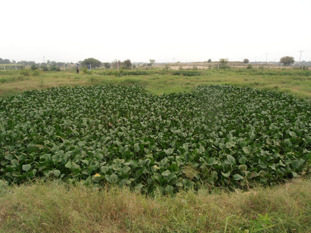 Village Chital, District Chakwal — Critical GREEN
