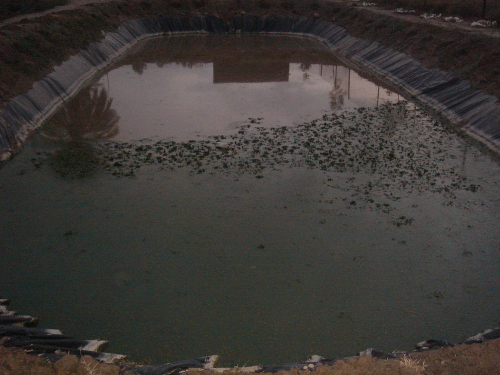 Village Rajib Pahore, Taluqa Thul, District Jacobabad, Sindh — Critical GREEN