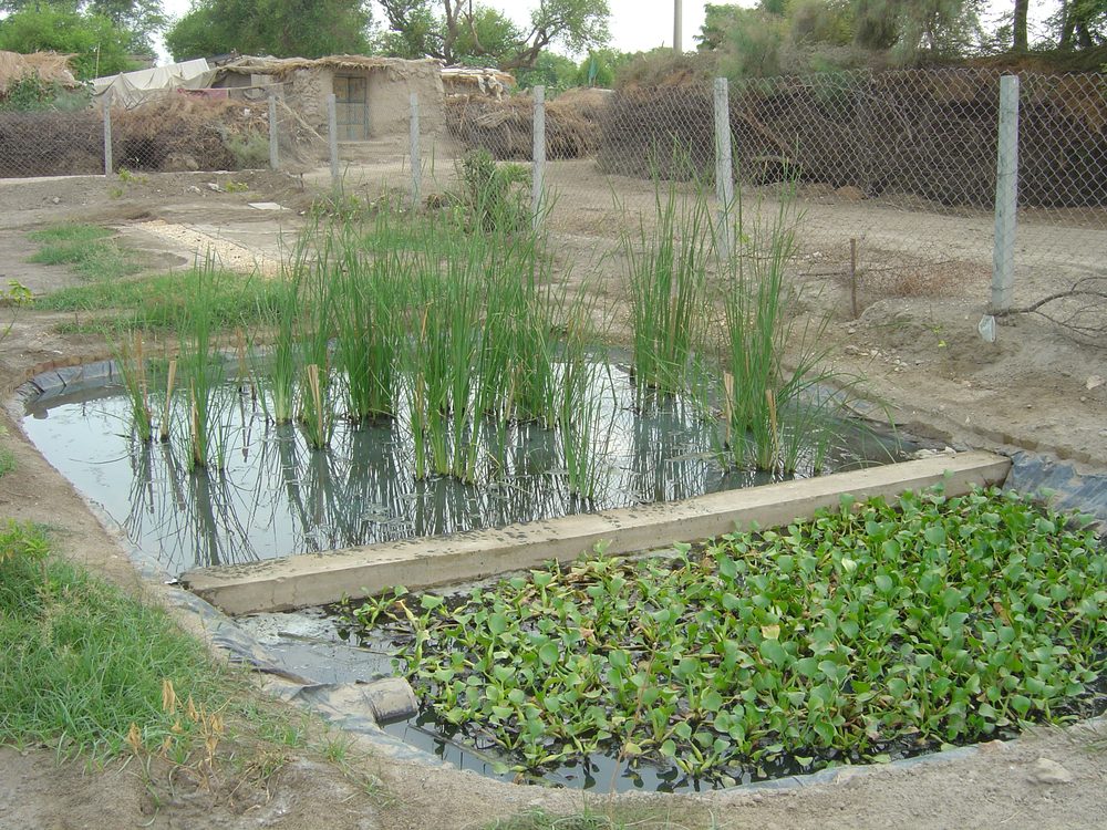 Village Sher Dil Maher, Ghotki, Sindh — Critical GREEN