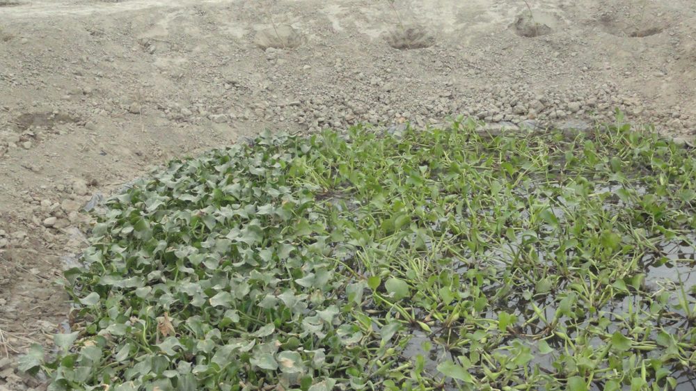 Village Tar Khawaja, District Thatta, Sindh — Critical GREEN